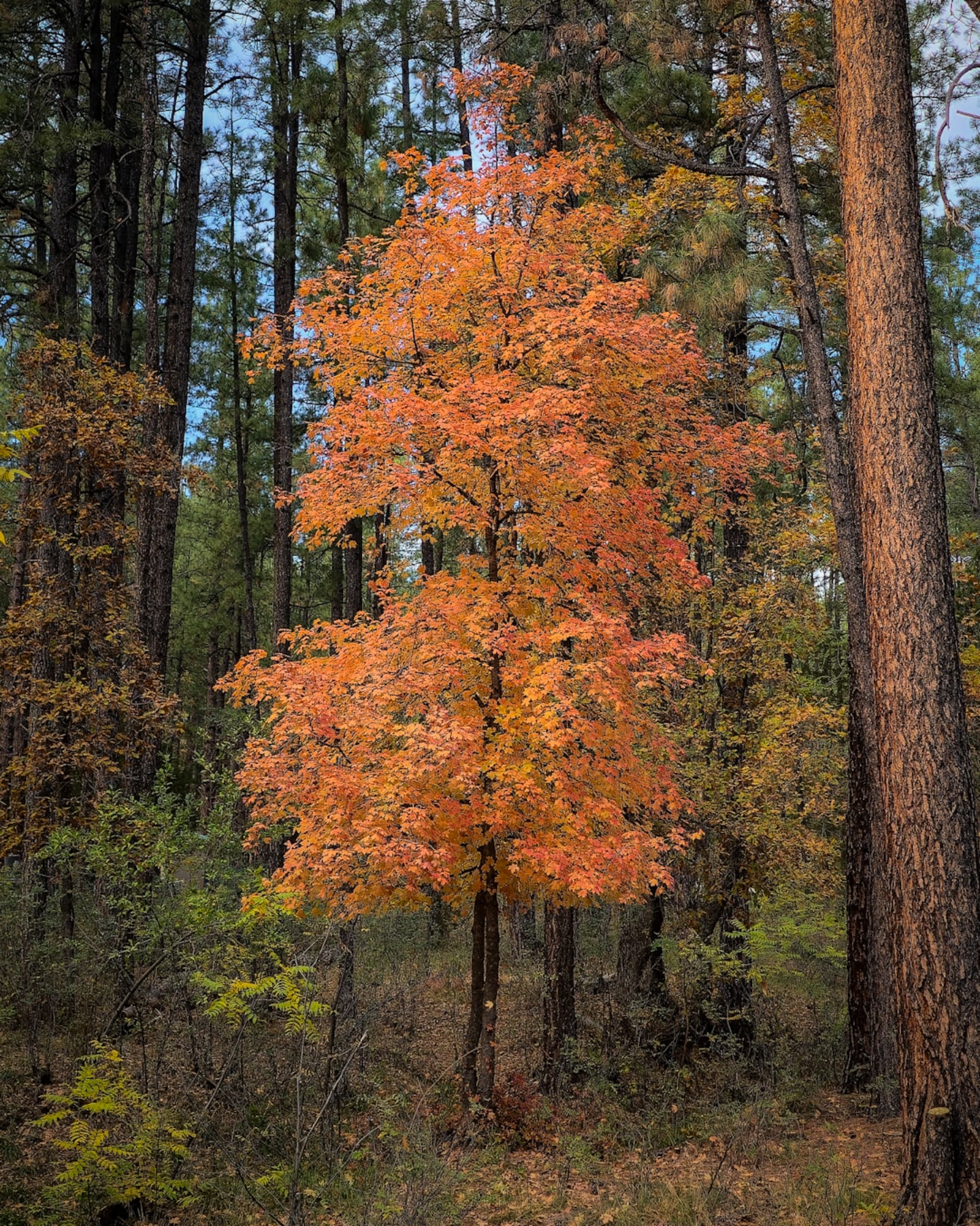 Autumn Color at Mountain Meadow Ranch in Christopher Creek. 

#fallcolors #autumn #autumncolors #arizona #fineartphotography @welcometoarizona @arizonahighways @visitarizona @visitpayson