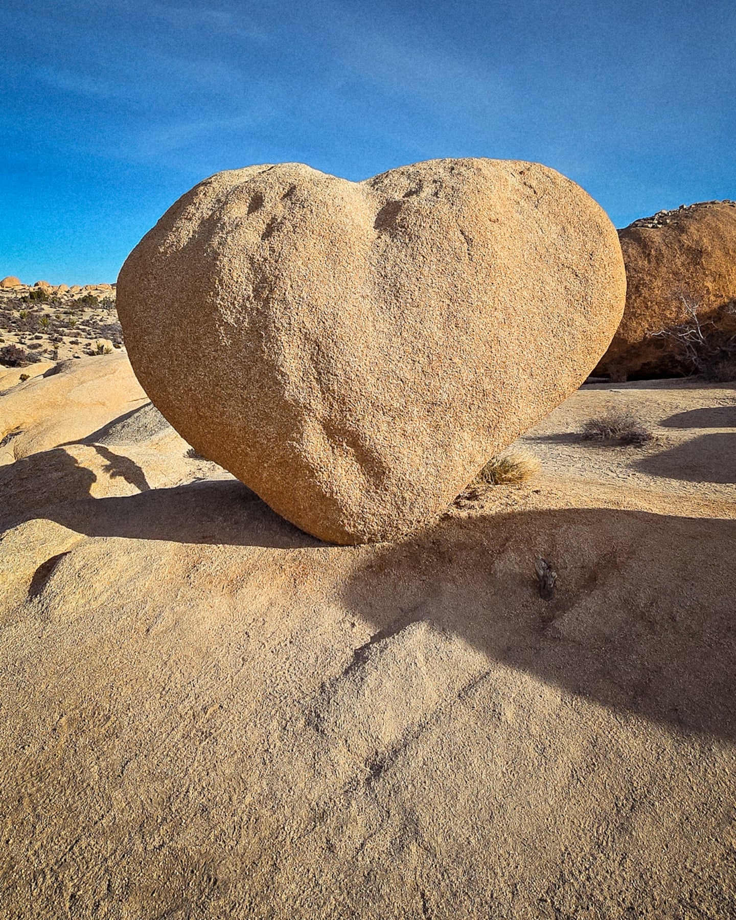 Happy Valentines Day!

📷 Heart Rock @joshuatreenps

#joshuatreenps #nationalparks @nationalparkservice #adventure #lovenature